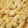 فروش جوجه مرغ یک روزه گوشتی جوجه محلی صنعتی و هلند