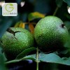 فروش انواع نهال گردو و نهال بادام