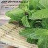 مطب رژیم درمانی غرب تهران