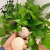 گوی ماساژ ساخته شده از سنگ نمک