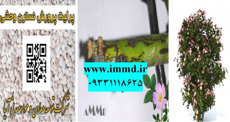 فروش پرلیت کشت نسترن وحشی