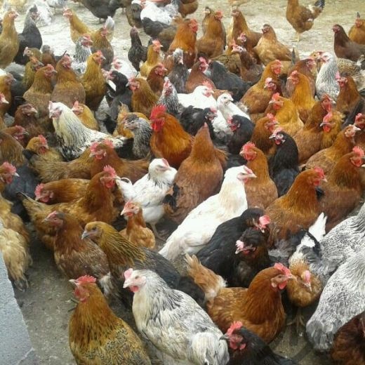 فروش نیمچه مرغ بومی شرکت سپیدطیوران