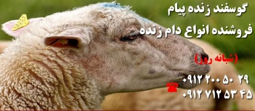 فروش گوسفند زنده