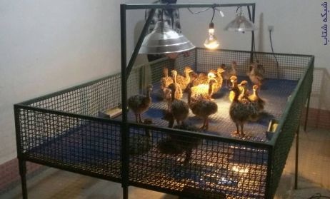 فروش جوجه شترمرغ ۱ هفته تا ۶‌ماهه به نرخ اتحادیه