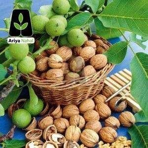 خرید نهال |خرید نهال گردو | نهال بادام | نهال انگو