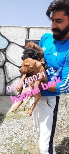 فروش توله پیت بول 50 روزه