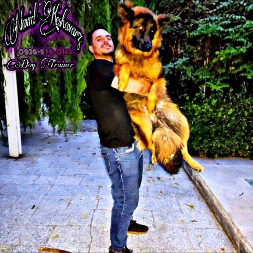 ژرمن صورت سیاه شولاین ، Black فیس زیبا