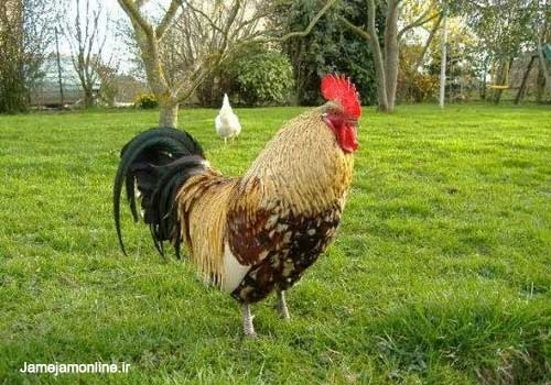 خروس و مرغ تخم گذار بومی و رسمی اصلاح نژادشده