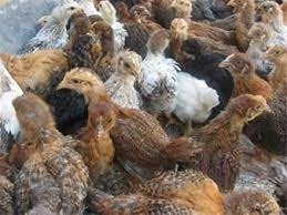 فروش جوجه مرغ بومی اصلاح نژاد شده شرکت سپید طیوران