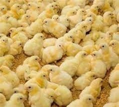 فروش جوجه مرغ گوشتی  شرکت سپید طیوران