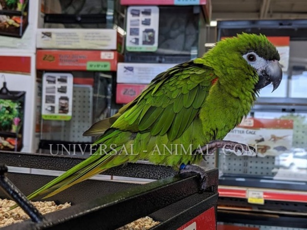 Bird store Saudi arabia