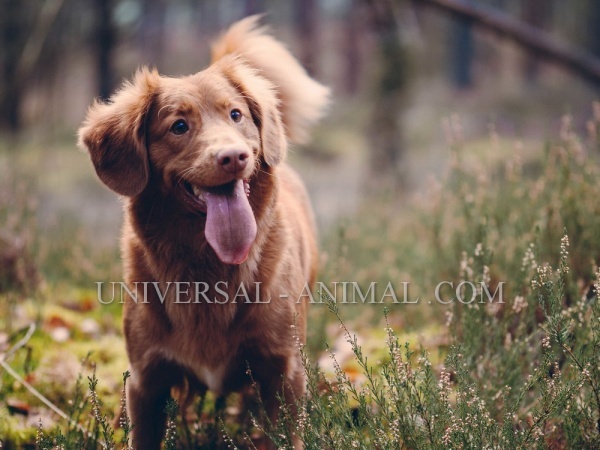 Dog Shop Arab Countries