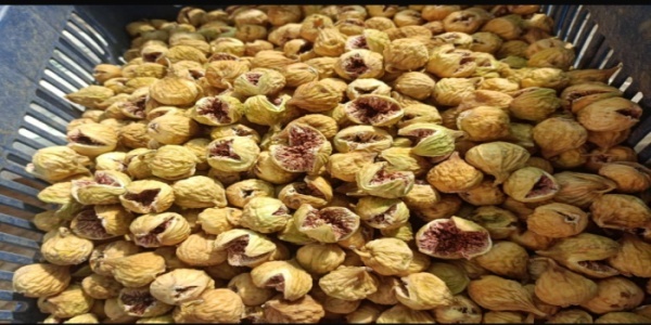 انجیر خشک دیم ارگانیک